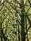 Spring Birches, Pintura al óleo contemporánea de paisaje, 2020, Imagen 4