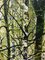 Spring Birches, Contemporary Landscape Oil Painting, 2020, Image 3