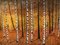 Golden Birches, Large Contemporary Landscape Painting, 2020 1