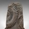 Ornamento decorativo vintage in ammonite fossile con base in quercia, Immagine 9