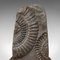 Vintage Decorative Ammonite Fossil Geological Ornament with Oak Base, Image 9