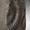 Fossiles ornamentales historisches Ammonit Geologie Ornament mit Eichenholz Fuß 10