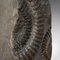 Vintage Decorative Ammonite Fossil Geological Ornament with Oak Base 10