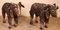 Scottish Rams in Polychrome Wood, 19-Century, Set of 2, Image 1