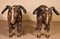 Scottish Rams in Polychrome Wood, 19-Century, Set of 2 4