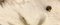 Alabaster Kronleuchter von Volterra, 1950er 10