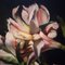 Flowers - Oil on Canvas - Francesca Strino - Italy, Image 3