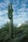 Riesiger Saguaro-Kaktus, Arizona, 1994 1