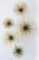 Curtis Jere Messing Pom Pom oder Urchin Wandskulptur 6