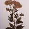 Dutch Herbariums, Set of 6, Image 8