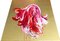 Arricchita, Coloratissima rosa fucsia, olio su tela con sfondo dorato, 2019, Immagine 2