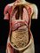 Life-Size Female Anatomical Model from Shimadzu Company, Kyoto, Japan, 1934 8