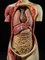 Lebensgroßes weibliches anatomisches Modell von Shimadzu Company, Kyoto, Japan, 1934 34
