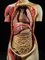 Lebensgroßes weibliches anatomisches Modell von Shimadzu Company, Kyoto, Japan, 1934 9
