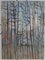 Maria Prokop, A Forest (Paysage Silencieux), 2001 2