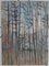 Maria Prokop, Ein Wald (Stille Landschaft), 2001 2