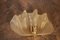 Shell-Shaped Sconces in Gold Murano Glass by Barovier & Toso for Mazzega, Set of 2 8