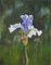 Spetchley Blue Iris, Still Life Oil, Image 3