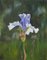 Spetchley Blue Iris, Still Life Oil, Immagine 3