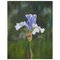 Spetchley Blue Iris, Still Life Oil, Immagine 1