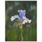 Spetchley Blue Iris, Stillleben Öl 1