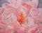 Floating Peony, Still Life Oil Painting 3