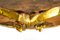 Napoleonic Era Carved and Gold Leaf Finish Wood Valances, Rome, 19th Century, Set of 3 7