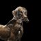Antique English Victorian Decorative Brass Retriever Statue Dog Ornament, Image 11