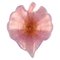 Large Leaf-Shaped Bowl in Pink Mouth-Blown Art Glass from Barovier and Toso, Image 1