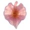 Scodella grande a forma di foglia in vetro rosa soffiato a bocca di Barovier & Toso, Immagine 1