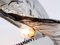 Lampe de Bureau Oyster en Verre Murano Fumé de Carlo Nason pour Mazzega 6