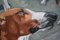 Helen Uter, Helen Uter, Chevernys Dogs, 2021, Acrylic on Linen 2