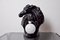 Regency Style Horse Lamp in Black Ceramic, France, 1980s 1