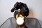 Lámpara estilo Regency en forma de caballo de cerámica negra, años 80, Imagen 4
