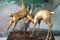 Esculturas de ciervo 'Bambi' francesas extragrande de latón, años 70. Juego de 2, Imagen 9