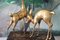 Extra Large French Brass ‘Bambi’ Deer Sculptures, 1970s, Set of 2 9