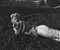 Affiche Marilyn Monroe Relaxing on the Grass en Résine Argentée Encadrée en Blanc par Baron 2