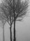 Ian Sanderson, 3 árboles, impresión de bellas artes, 1996, Imagen 5