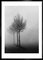 Ian Sanderson, 3 alberi, Stampa d'arte, 1996, Immagine 3
