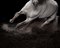 Ehpico D’Atela Purebred Lusitano Stallion #1, Signed Limited Edition Print, 2018, Image 4