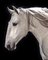 Tim Platt, Ehpico Datela Purebred Lusitano Stallion # 2, Impresión con pigmento, 2018, Imagen 4