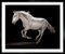 Tim Platt, Ehpico Datela Purebred Lusitano Stallion # 2, Impresión con pigmento, 2018, Imagen 5