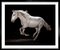 Tim Platt, Ehpico Datela Purebred Lusitano Stallion #2, Pigment Print, 2018 5