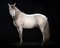 Tim Platt, Ehpico Datela Purebred Lusitano Stallion #5, Pigment Print, 2018, Immagine 1