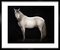 Tim Platt, Ehpico Datela Purebred Lusitano Stallion #5, Pigment Print, 2018 5