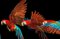 Tim Platt, Macaw #1, 2013, Archival Pigment Print 4