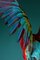 Tim Platt, Macaw # 3, 2013, Stampa a pigmenti d'archivio, Immagine 2