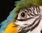 Tim Platt, Macaw # 8, 2013, Impresión con pigmento de archivo, Imagen 3