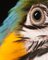 Tim Platt, Macaw # 8, 2013, Impresión con pigmento de archivo, Imagen 2