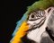 Tim Platt, Macaw # 8, 2013, Impresión con pigmento de archivo, Imagen 1